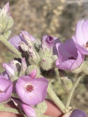 Malacothamnus orbiculatus