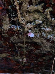 Utricularia uliginosa