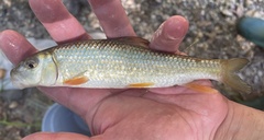 Moxostoma erythrurum