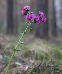 Pulmonaria mollis