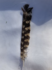 Caprimulgidae