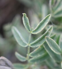 Astragalus australis