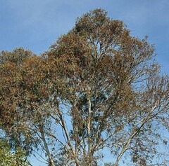 Eucalyptus pauciflora