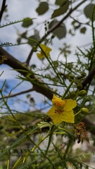 Parkinsonia