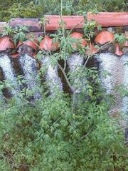 Chaerophyllum temulum