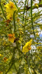 Parkinsonia