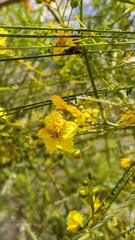 Parkinsonia