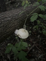 Volvariella bombycina