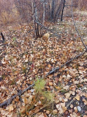 Lilium concolor partheneion