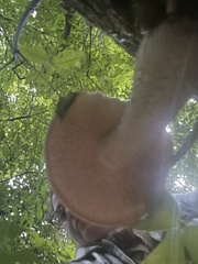 Volvariella bombycina