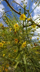 Parkinsonia