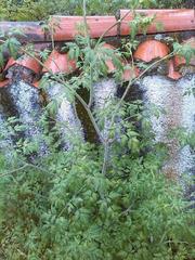 Chaerophyllum temulum