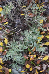 Astragalus australis