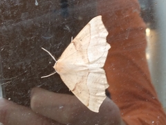 Tetracis jubararia