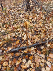 Lilium concolor partheneion