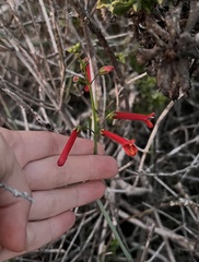 Gambelia juncea