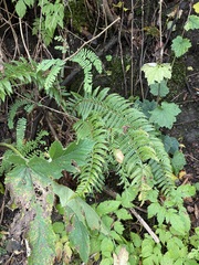 Polystichum andersonii