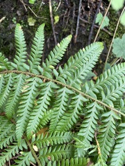 Polystichum andersonii
