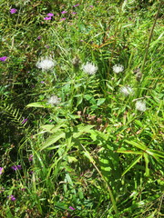 Cirsium coryletorum