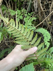 Polystichum andersonii