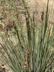 Juncus acutus leopoldii