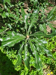 Banksia serrata
