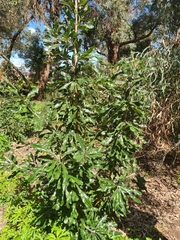 Banksia serrata