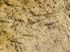 Couesius plumbeus