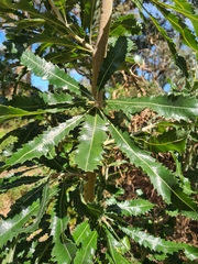 Banksia serrata