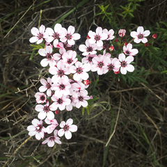 Adenandra marginata marginata