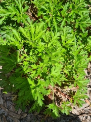 Trachymene composita