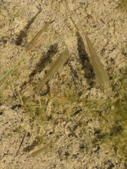 Couesius plumbeus