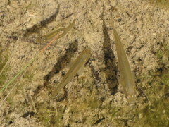 Couesius plumbeus