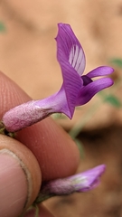 Astragalus zionis