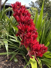 Doryanthes