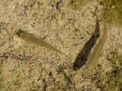 Couesius plumbeus