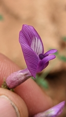 Astragalus zionis