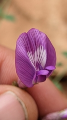 Astragalus zionis