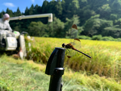 Sympetrum infuscatum