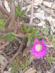Carpobrotus rossii