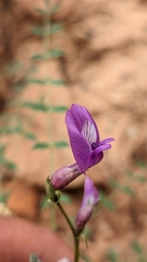 Astragalus zionis