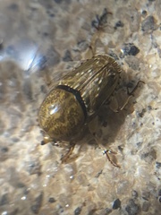 Euoniticellus intermedius