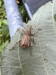 Leptopius nodicollis