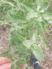 Chenopodium parabolicum