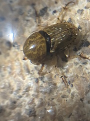 Euoniticellus intermedius