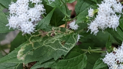 Liriomyza eupatoriella