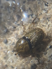 Euoniticellus intermedius