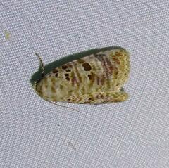 Diastema tigris