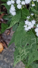 Liriomyza eupatoriella