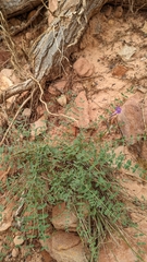 Astragalus zionis